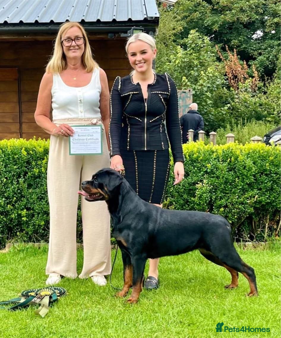 Rottweiler dogs Excellent Pedigree Dog Puppy - Advert 15