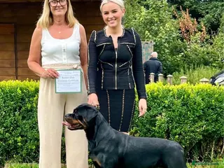 Rottweiler dogs Excellent Pedigree Dog Puppy - Advert 15