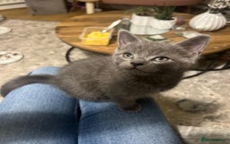 Russian Blue cats for sale: Russian blue boy cross bengal grey - Image 11