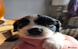 Cockalier dogs for sale: working cocker spaniel  - Image 10