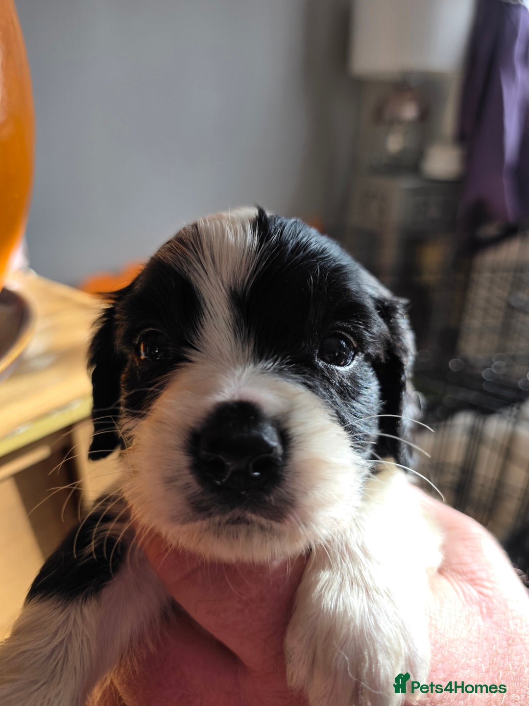 Cockalier dogs for sale: working cocker spaniel  - Image 10