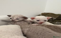 Devon Rex cats for sale: ❤️Devon rex kittens available 😻 - Image 4