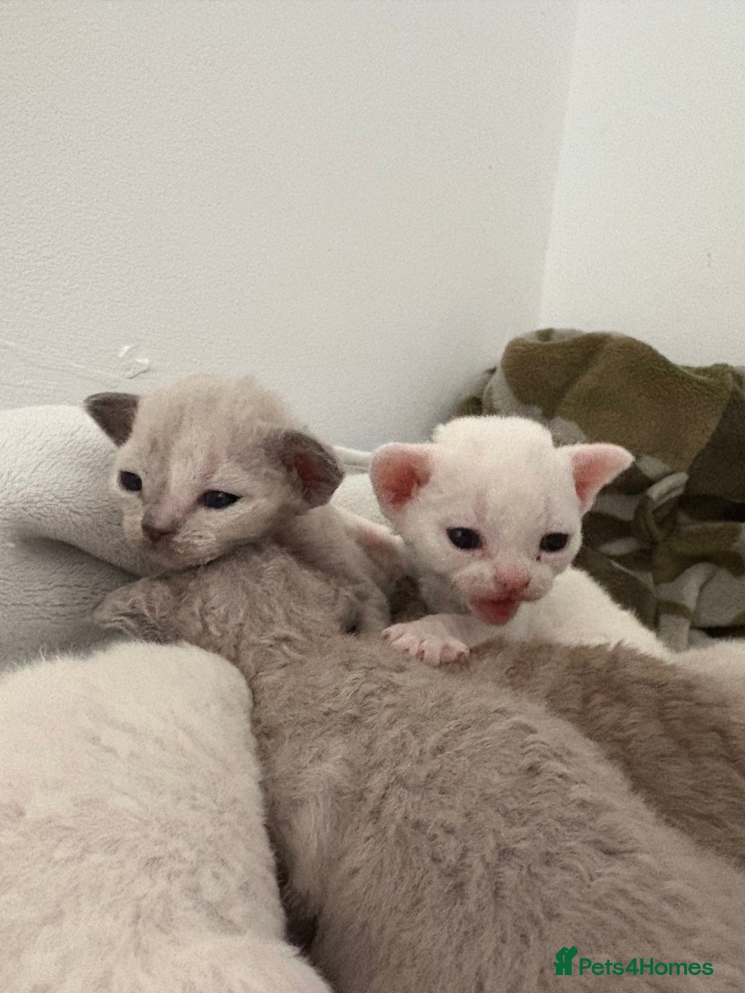 Devon Rex cats for sale: ❤️Devon rex kittens available 😻 - Image 4