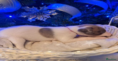 Whippet dogs Whippets  - Advert 5