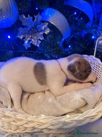 Whippet dogs Whippets - Advert 2