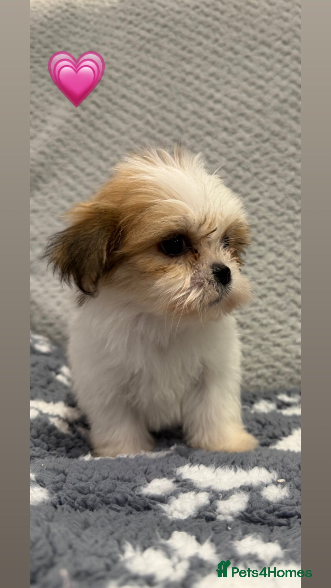 Lhasa Apso dogs for sale: Lhasa apso puppies 🐶 - Advert 22