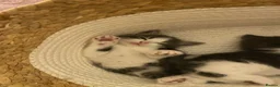 American Shorthair cats for sale: 2 girl kittens  - Advert 8