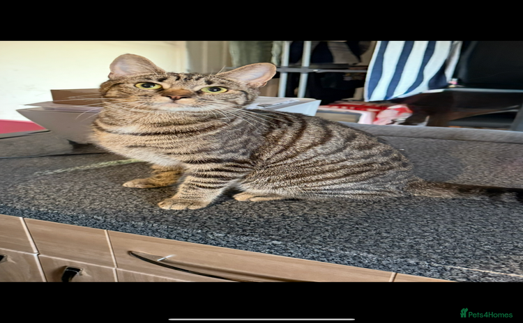 Mixed Breed cats - Advert 13