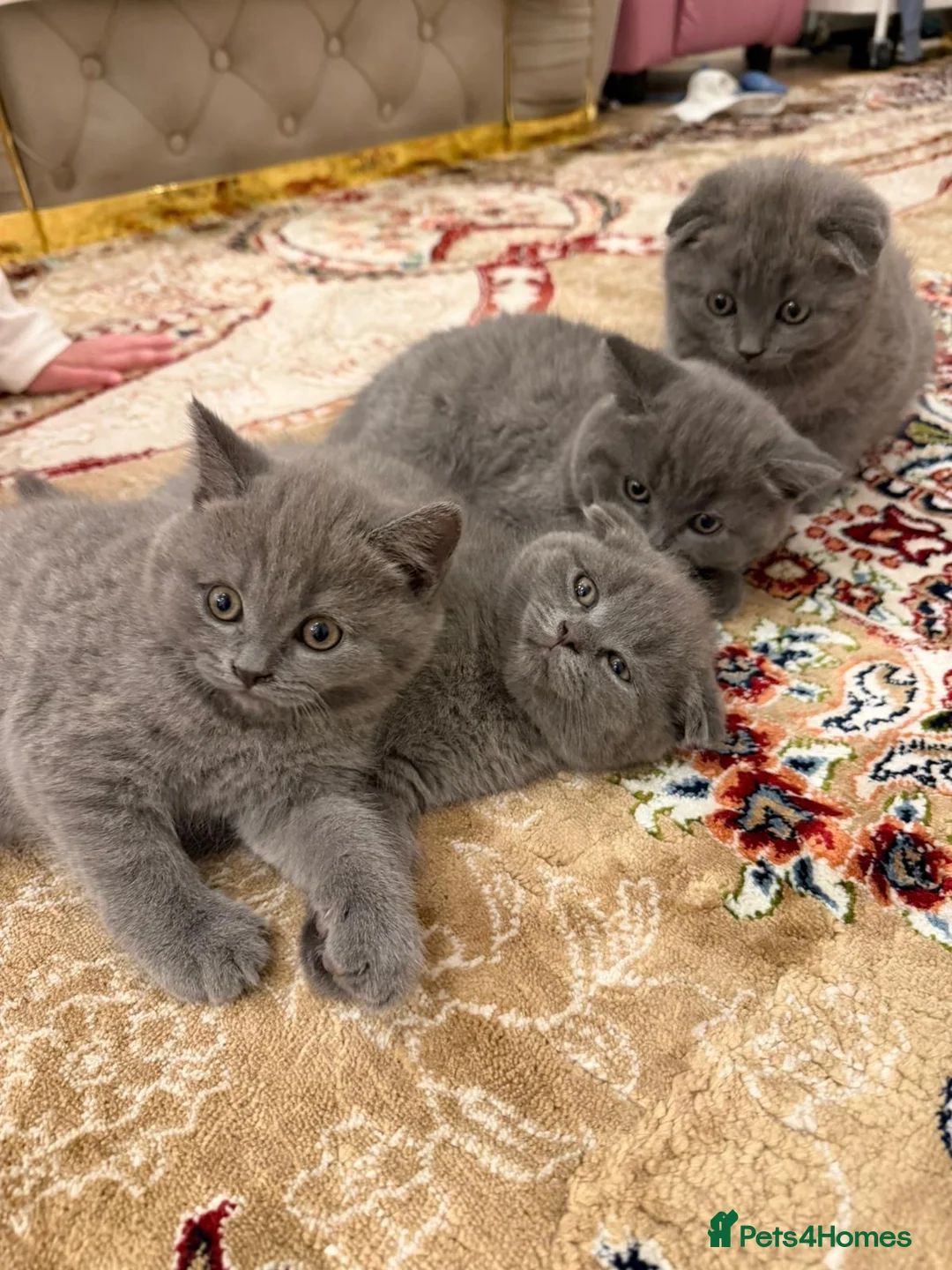 Mixed Breed cats for sale: british in London - Advert 2