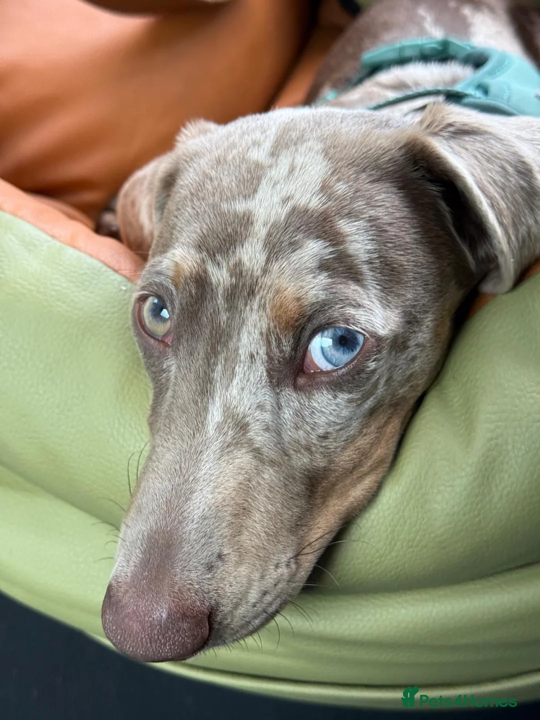 Miniature Dachshund dogs for stud: Miniature dachshund for breeding - Advert 3