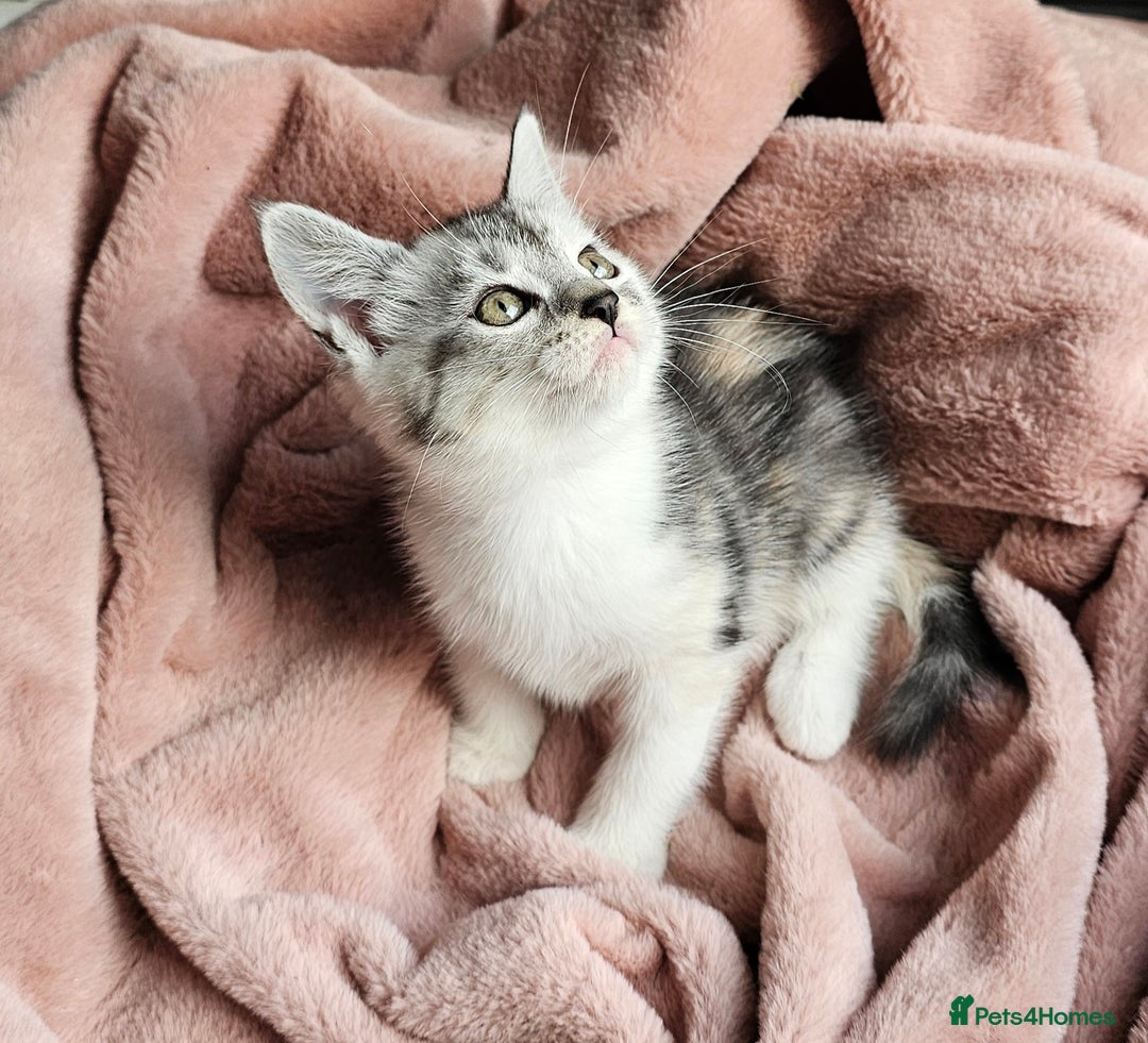 Maine Coon cats for sale: Half Maine Coon kittens - Advert 3