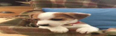 Jack Russell 2