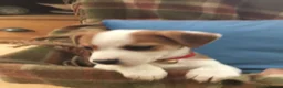 Jack Russell dogs for sale: 2 GORGEOUS JACK RUSSELL PUPS LOOKIN 4 FOREVER HOME - Advert 6