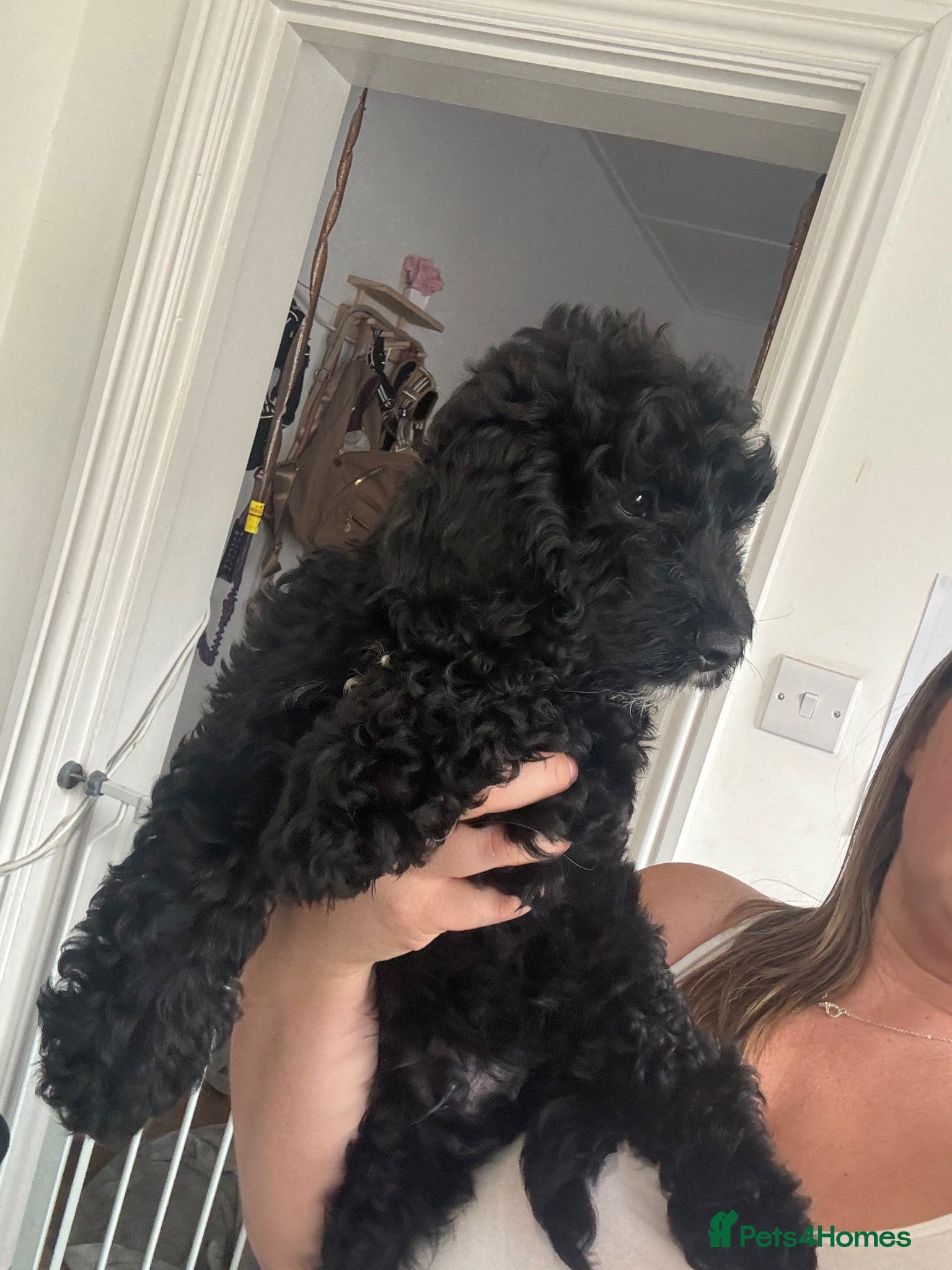 Cockapoo dogs BEAUTIFUL F1 COCKAPOO - READY NOW - Advert 13