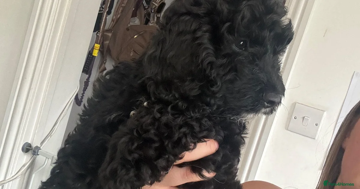 Cockapoo Puppies For Sale In England Pets4Homes cockapoo-puppies-for-sale-in-england-pets4homes