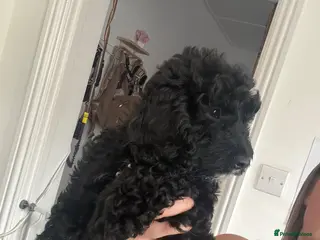 Cockapoo dogs BEAUTIFUL F1 COCKAPOO - READY NOW - Advert 13