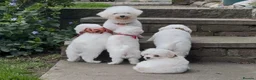Bichon Frise dogs for sale: Stunning kc registered bichon frise pups  - Advert 4