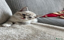 Ragdoll cats for sale: ONE BOY LEFT  Ragdoll cross kittens for sale  - Image 4