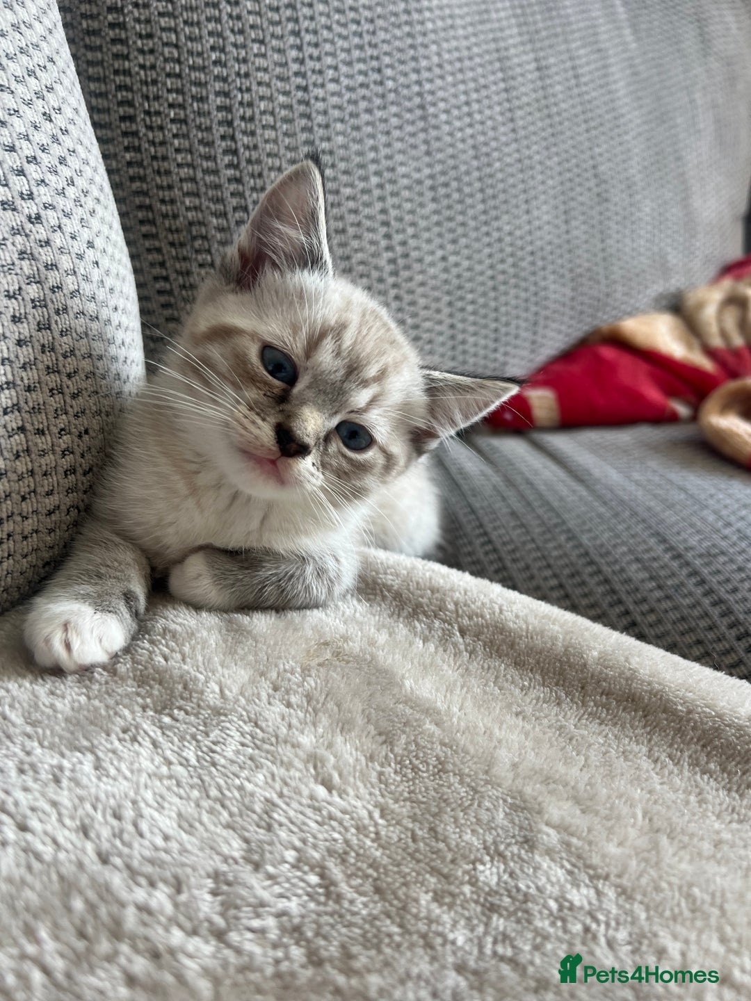 Ragdoll cats for sale: ONE BOY LEFT  Ragdoll cross kittens for sale  - Image 4