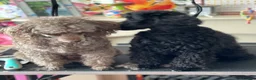 Toy Poodle dogs for sale: Black toy poodle in Manchester - Advert 22