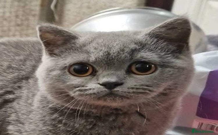 British Shorthair cats for sale - Advert 1