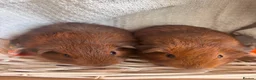 Guinea Pig rodents for sale: Beautiful Baby Guinea Pigs – Read to Reserve - Advert 3