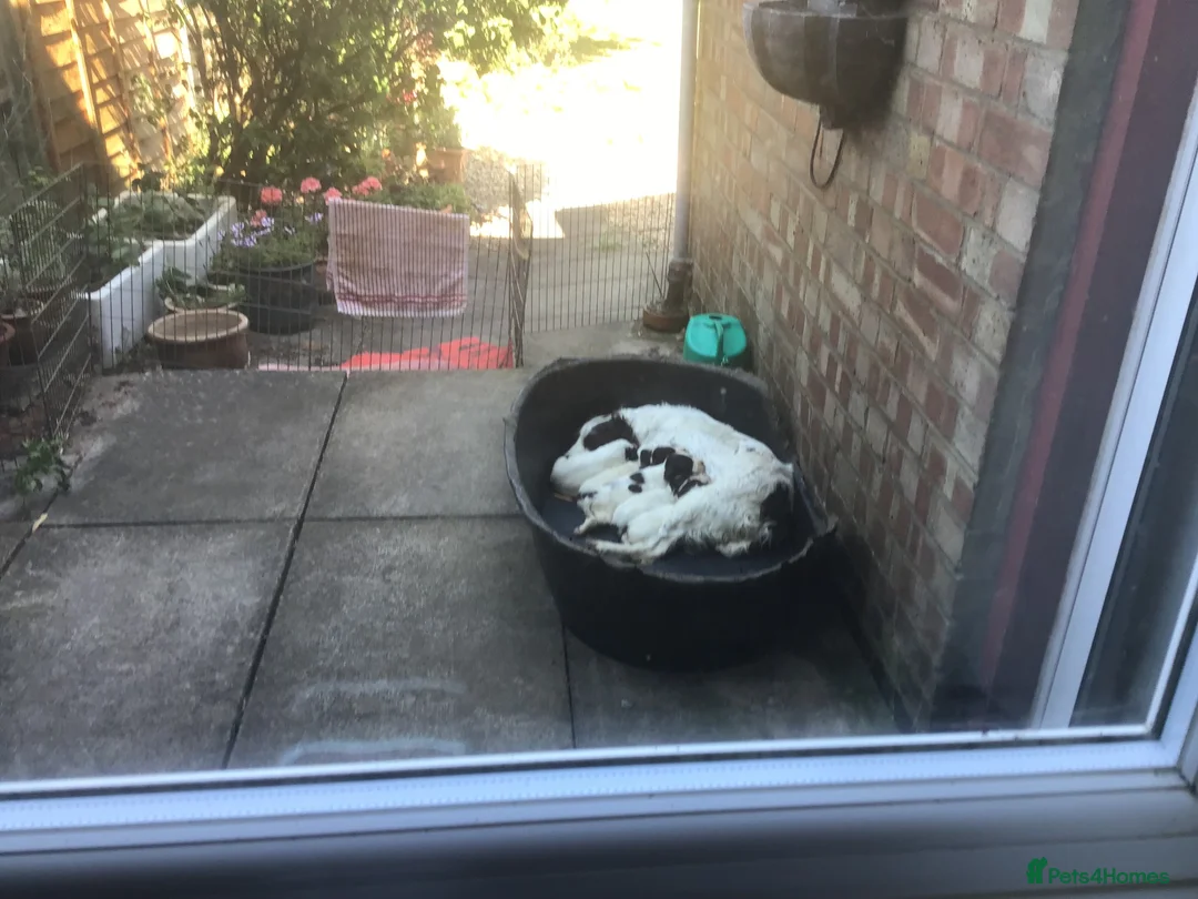English Springer Spaniel dogs for sale: Springer Puppies for Sale - Advert 5