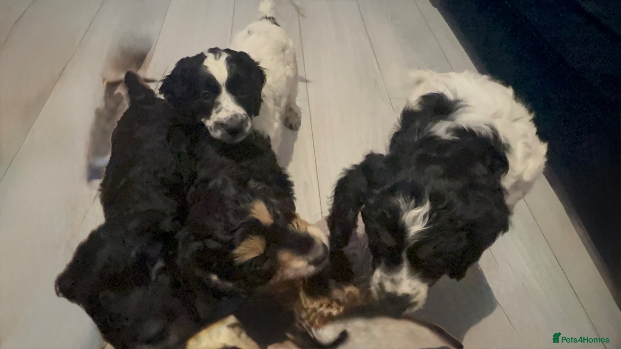 Cockapoo dogs Adorable cockapoo puppies  - Advert 14