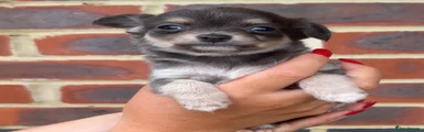 Chihuahua 3