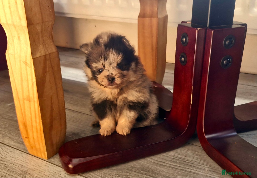 Pomeranian dogs for sale: Beautiful pomeranian puppies for sale 🥰 - Image 11