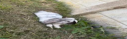 English Lop rabbits for sale: Rabbits - Advert 7