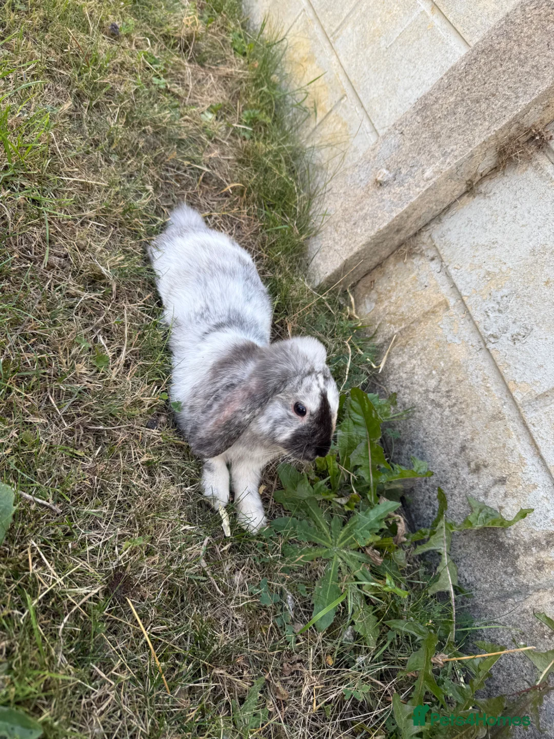 English Lop rabbits for sale: Rabbits - Advert 7