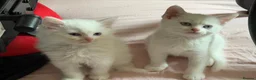 Mixed Breed cats for sale: Gorgeous kittens  - Advert 11