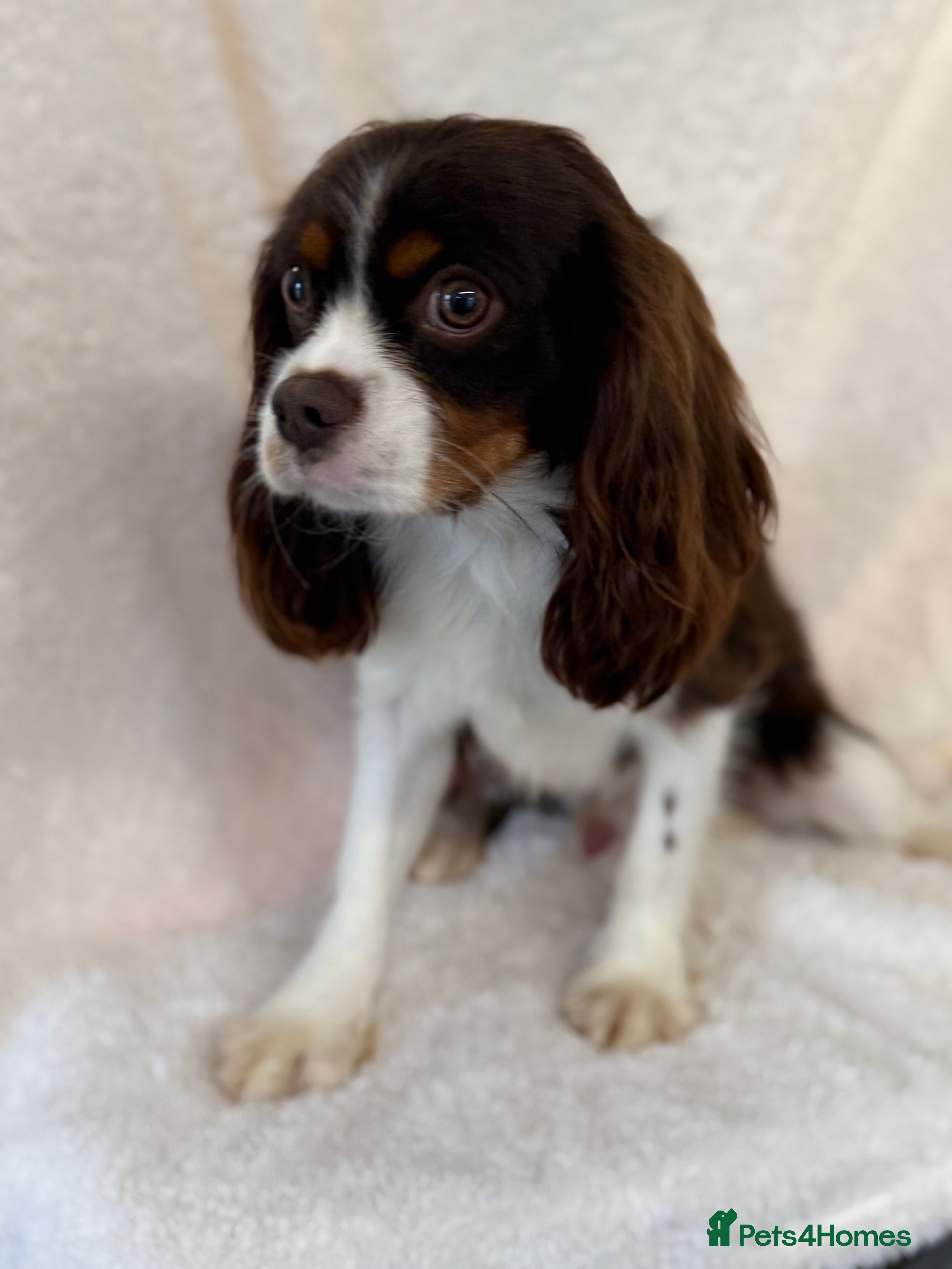 Cavalier King Charles Spaniel dogs KC Chocolate Tri FOR STUD  - Advert 18