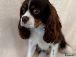 Cavalier King Charles Spaniel dogs KC Chocolate Tri FOR STUD - Advert 2