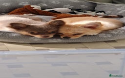 Chihuahua dogs for sale: Mini  **  chihuahua puppies  - Image 1