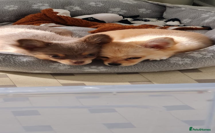 Chihuahua dogs - Advert 1