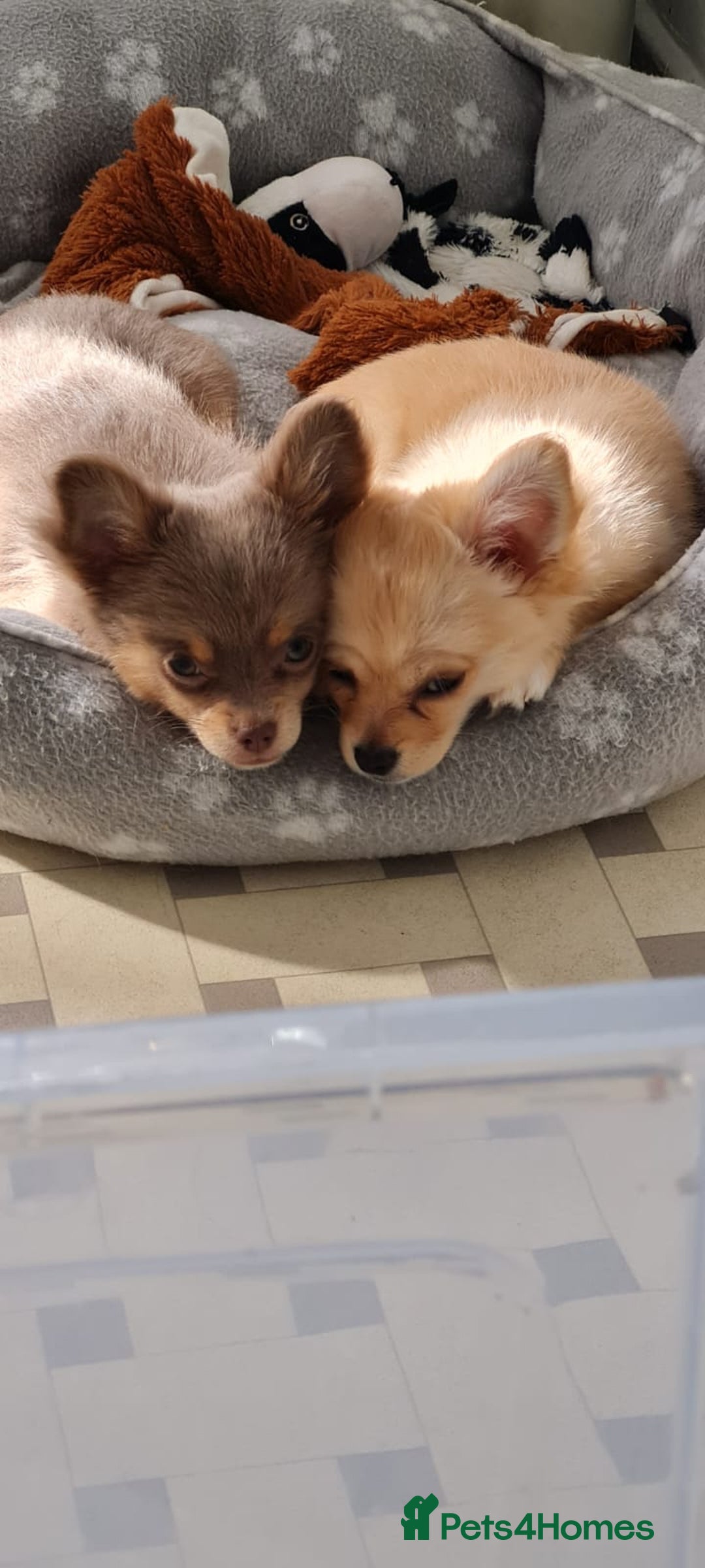 Chihuahua dogs for sale: Mini  **  chihuahua puppies  - Image 1