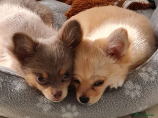 Chihuahua dogs - Advert 1