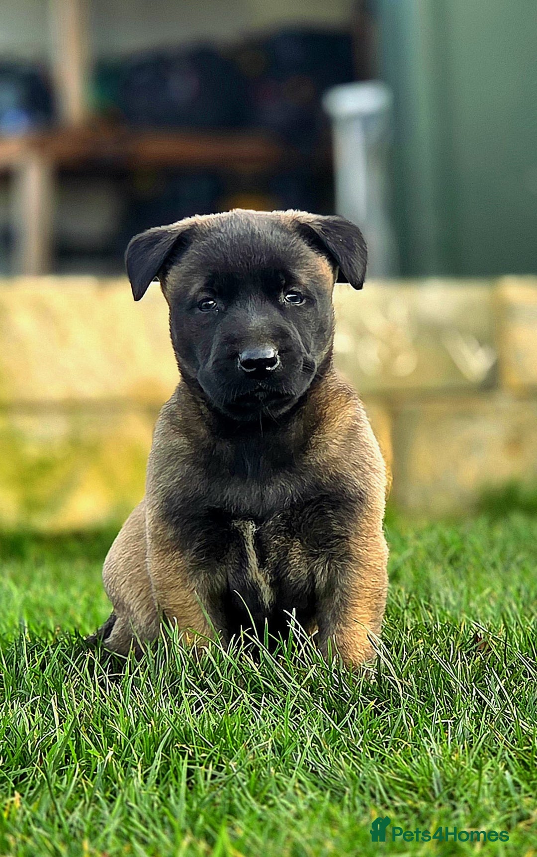 Belgian Shepherd Dog dogs for sale: Dutch Herder x Mali Pups 🔥 - Advert 10