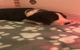 Great Dane dogs for sale: Stunning Great Dane Mantle Puppies - Image 2