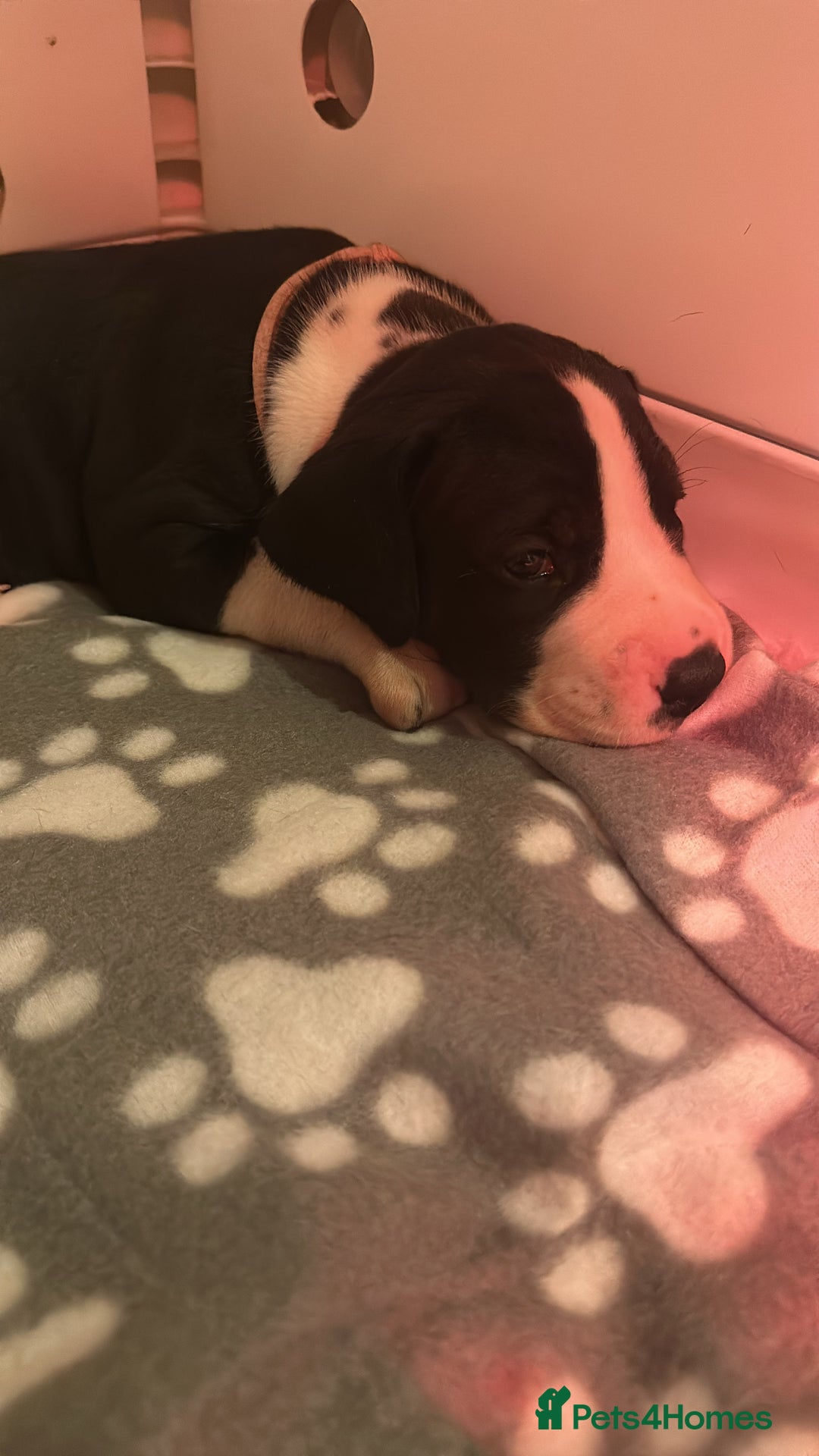 Great Dane dogs for sale: Stunning Great Dane Mantle Puppies - Image 2