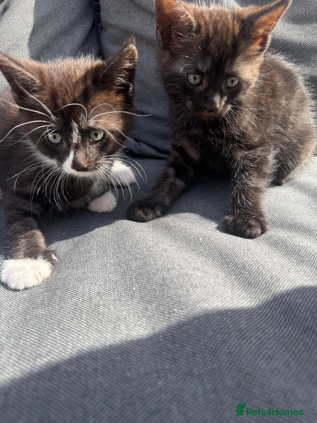 Mixed Breed cats for sale: Mainecoon cross. Mum full mainecoon pedigree - Advert 2