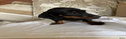 Miniature Dachshund dogs for sale: Beautiful miniature dachshunds - Advert 20