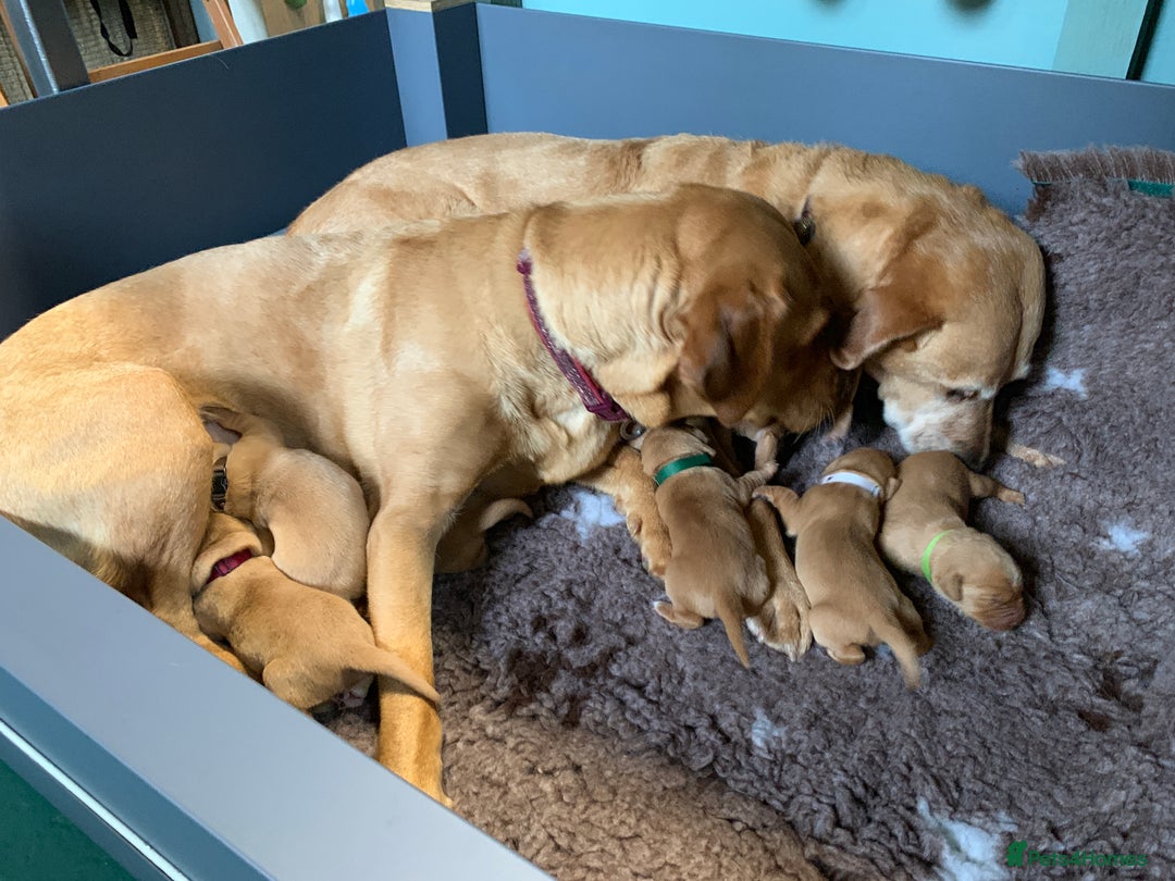Labrador Retriever dogs for sale: Beautiful Fox Red Labrador Puppies - Image 5