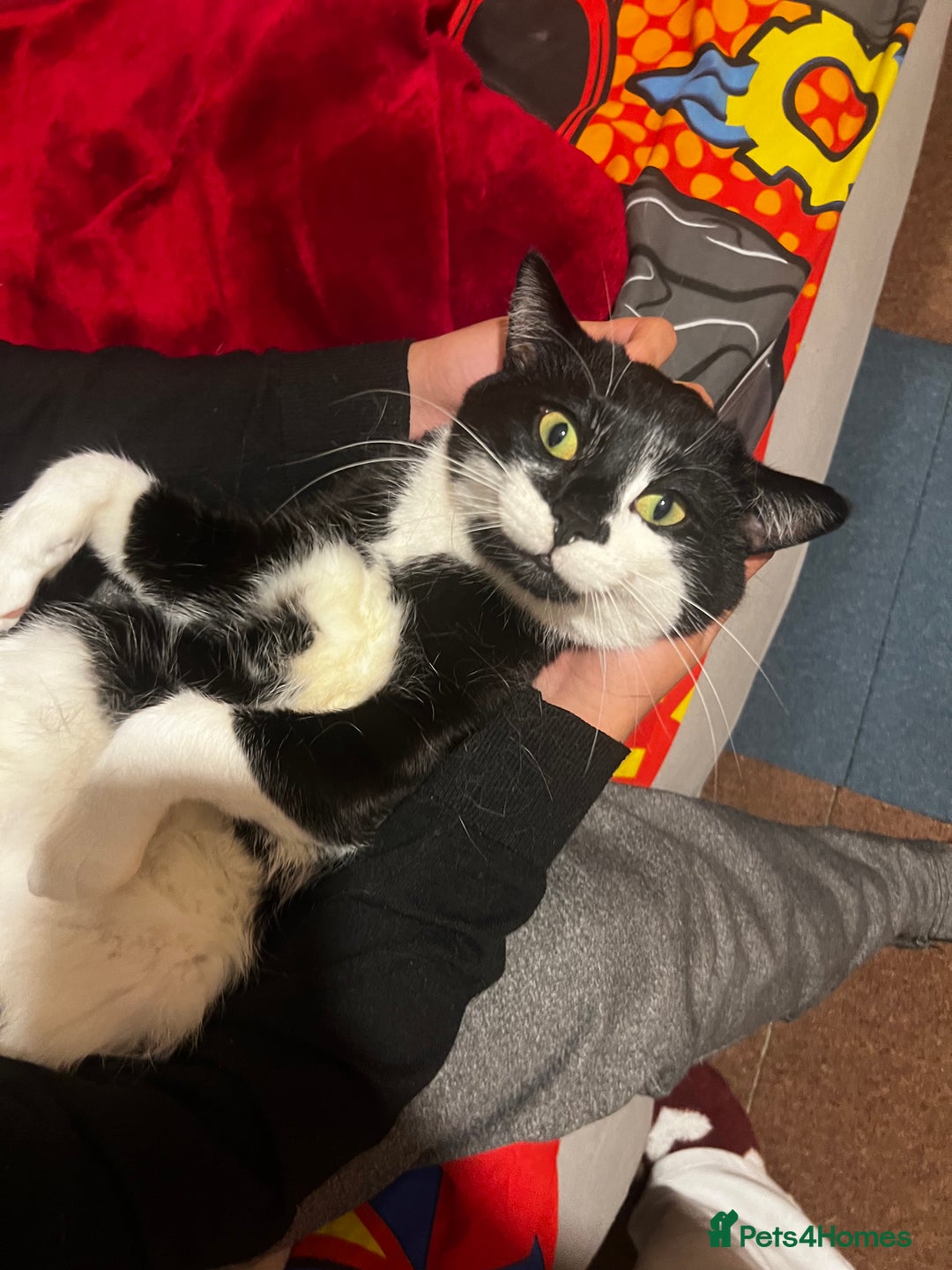 Mixed Breed cats for sale: Tuxedo cat  - Advert 7