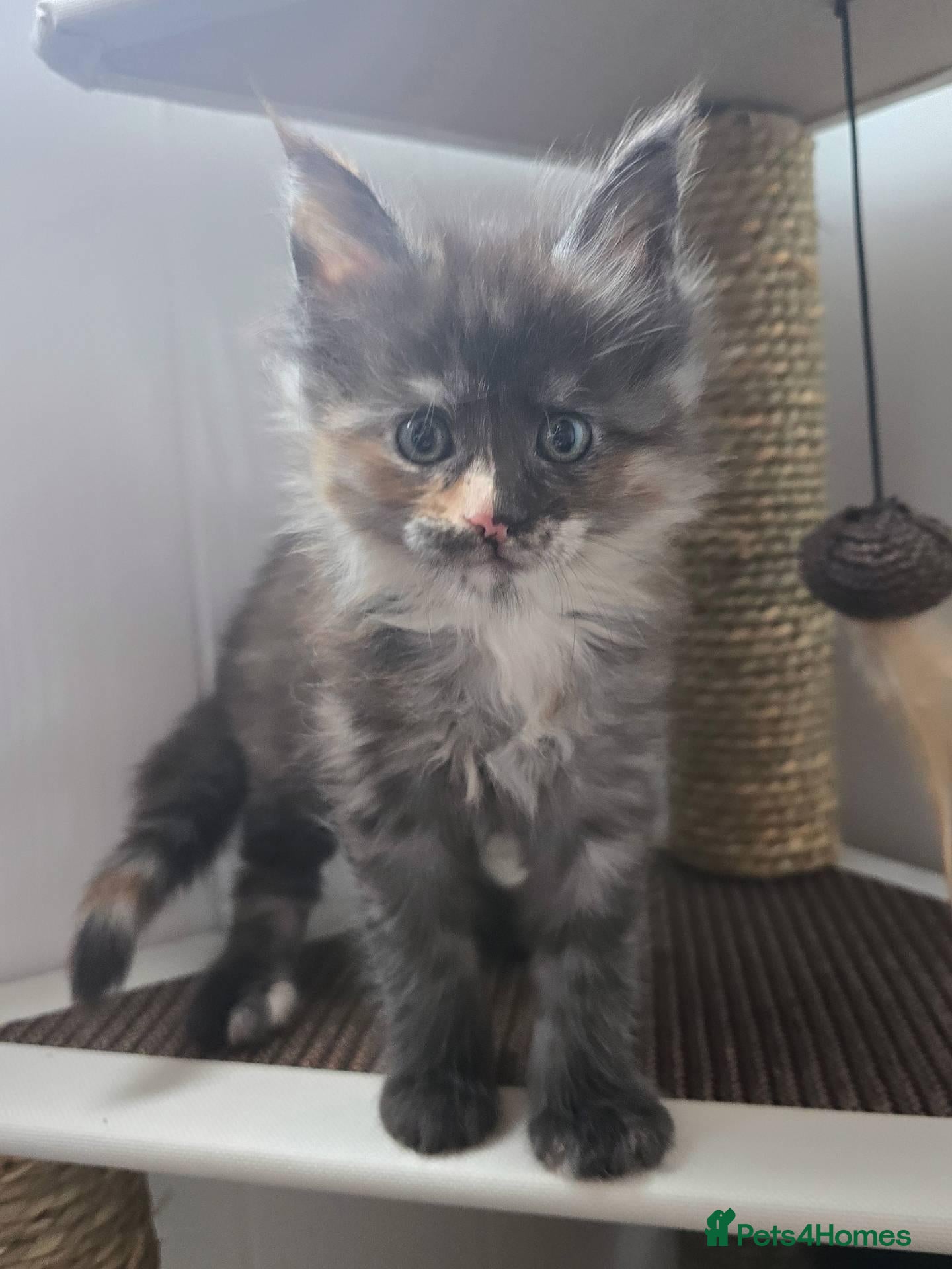 Maine Coon cats Maine coon kittens - Advert 16