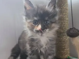 Maine Coon cats Maine coon kittens - Advert 16