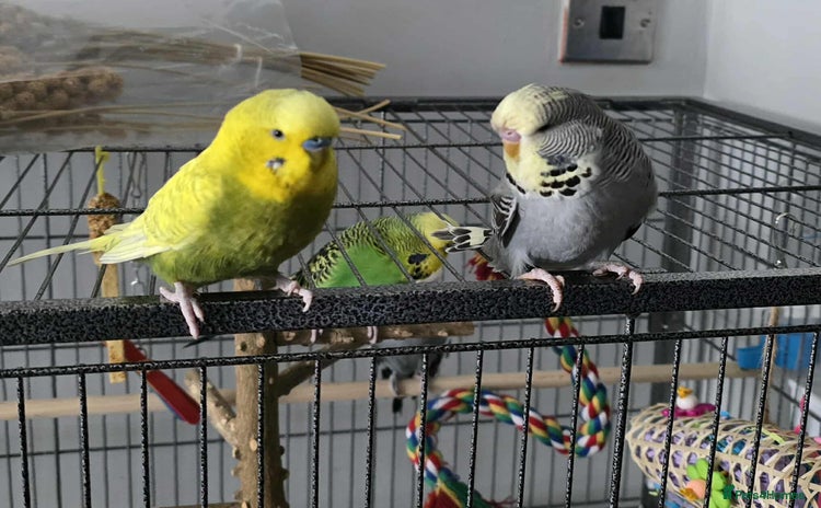 Budgerigars birds - Advert 1