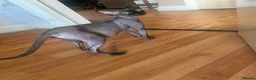 Sphynx cats for sale: Sphinx babies - Advert 20